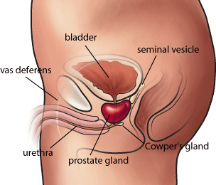 Prostrate Cancer: A Primer