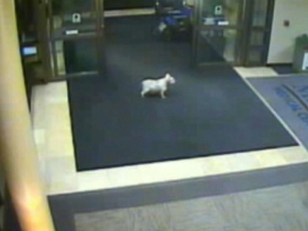 Dog Shows Up at Hospital Where Owner Is Battling Cancer